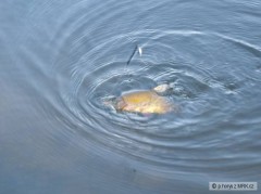 Kliknutím fotografii zvětšíte Souboj s linkem.