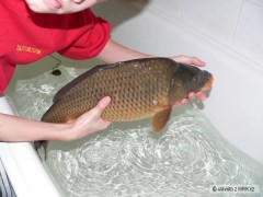 Kliknutím fotografii zvětšíte kapr 50 cm na Vánoční stůl