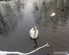 Kliknutím fotografii zvětšíte labut' na jizeře byla vod nás tak metr