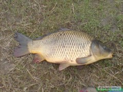 Kliknutím fotografii zvětšíte Kapřík 62cm