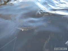 Kliknutím fotografii zvětšíte brown