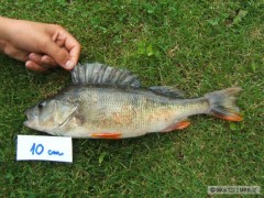 Kliknutím fotografii zvětšíte Okoun 37cm