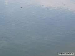 jednoho kr�sn�ho letn�ho dne 