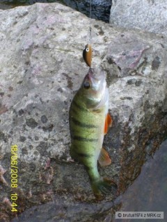 Kliknutím fotografii zvětšíte Ostriežik ulovený na male Salmo zlatek farby...
