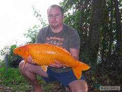 Koi