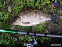 Karas 43cm