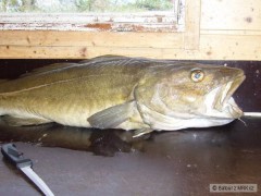 Kliknutím fotografii zvětšíte Hitra 2008