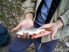 perlínek 25cm
