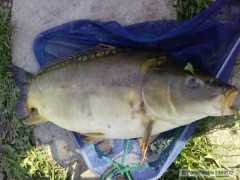 Kliknutím fotografii zvětšíte kapr 68cm