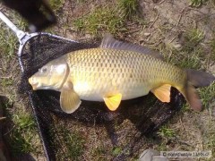 Kliknutím fotografii zvětšíte novi rekord kapr 64cm na kukuricny bojli