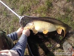 Kliknutím fotografii zvětšíte viprostovany hacku kapra 64cm