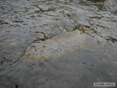 Kliknutím fotografii zvětšíte pstruh potocny