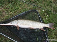 Skoro 3kg krasavice ze pstruhovky na Rapala Original Floater 18cm