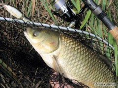 Amur 51cm na Salmo Frisky (regulern� za hubu)