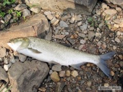 Bolen 62cm na popper