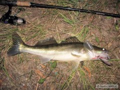 Cand�t 55cm na SSR9 SSH