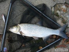 Stejný wobler a bolen 60cm
