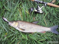 Tloušť 48cm na Shallow Shad Rap 9cm SSH