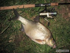Koleg�v cejn 48cm