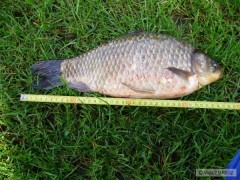 Kliknutím fotografii zvětšíte tátovo karásek - 42cm / 1