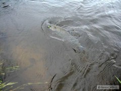 Duh�k z proudu se nechal zl�kat banjem od Relaxu
