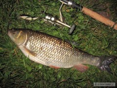 Kamarádův tloušť 52cm na Salmo Frisky 7cm