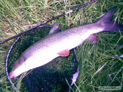 Kr�sn� parma 63cm na Shad Rap 7cm