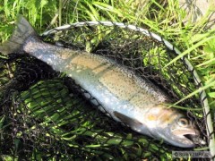 Dal�� tescodravec 34cm