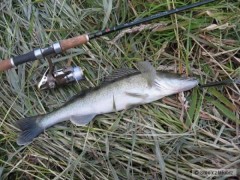 Cand�tci neodolali Shad Rapu v 7cm