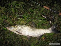 Bolen 62cm, prvn� ryba na zah�jen�