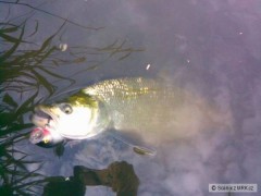 Bolen na Skitter Pop 9cm S