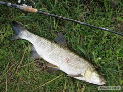 Bolen 66cm na Shad Rap 7cm SSH
