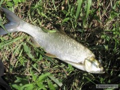 Bolen na Shad Rap 7cm SSH