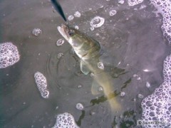Cand�tek na Shad Rap 9cm SSH