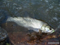 Bolen na smáček Berkley Minnow 7,6cm SMLT