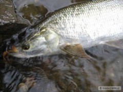 Bolen na Storm Naturalistic WE Trout