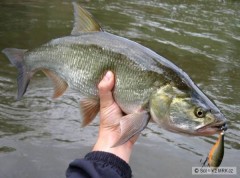 Bolen 60cm na Shallow Shad Rap 7cm RFSH