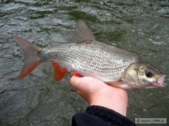 Jesen na Salmo Minnow 9cm RR