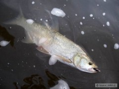 Bolen 71cm na Skitter Pop 7cm S