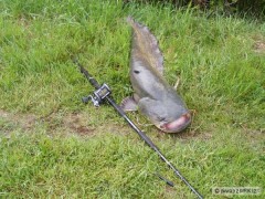 Kliknutím fotografii zvětšíte Silurus glanis vs Never Crack Bank Cat - 2,7m 200-1000g