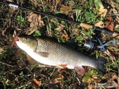 Tloušť 51cm na Glass Shad Rap