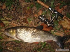 Tloušť lehce přes 50cm na Relax kopyto