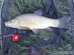 Kliknutím fotografii zvětšíte 39cm na feeder