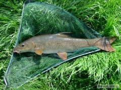 Kliknutím fotografii zvětšíte Parmík 2009