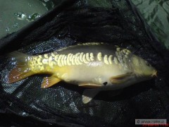 Kliknutím fotografii zvětšíte Mé první ryby na feeder