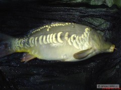 Kliknutím fotografii zvětšíte Mé první ryby na feeder