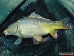 Kliknutím fotografii zvětšíte Mé první ryby na feeder