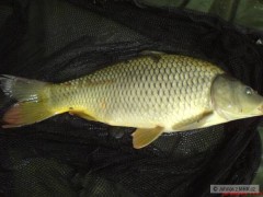 Kliknutím fotografii zvětšíte Feeder kapříci