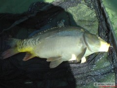 Kliknutím fotografii zvětšíte Mé první ryby na feeder
