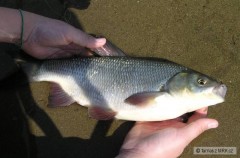 Kliknutím fotografii zvětšíte Jelec Jesen 38 cm